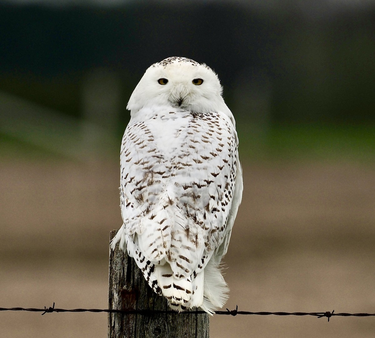 Snowy Owl - ML618669949