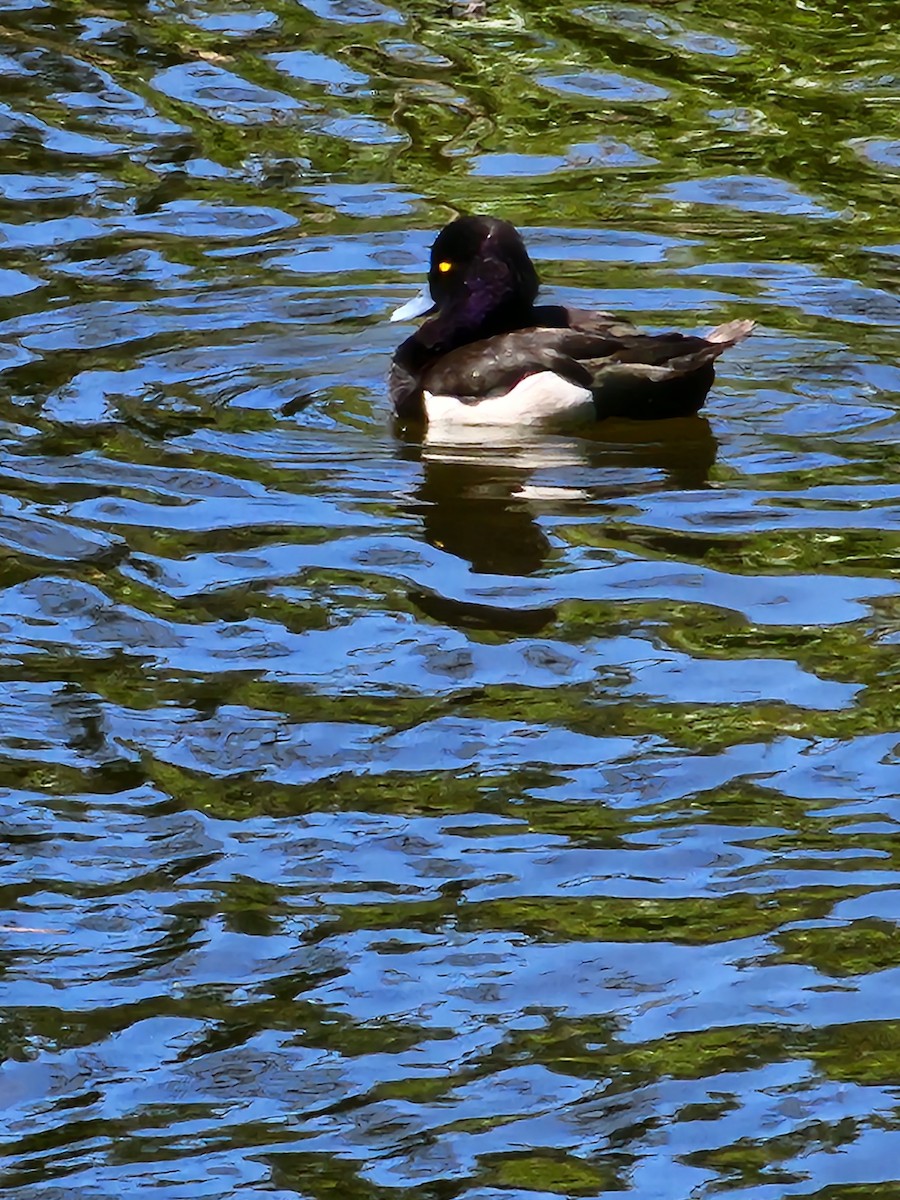 Tufted Duck - ML618669957