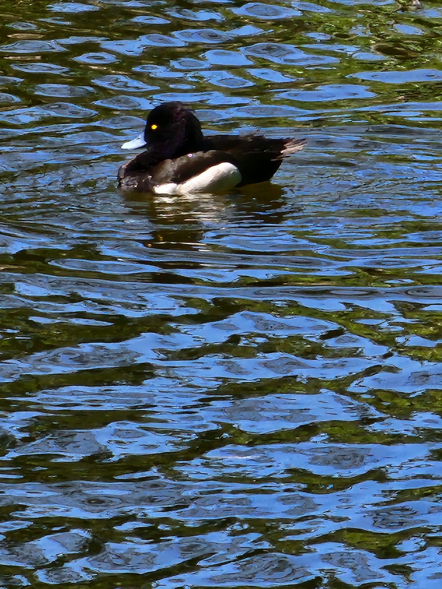 Tufted Duck - ML618669958