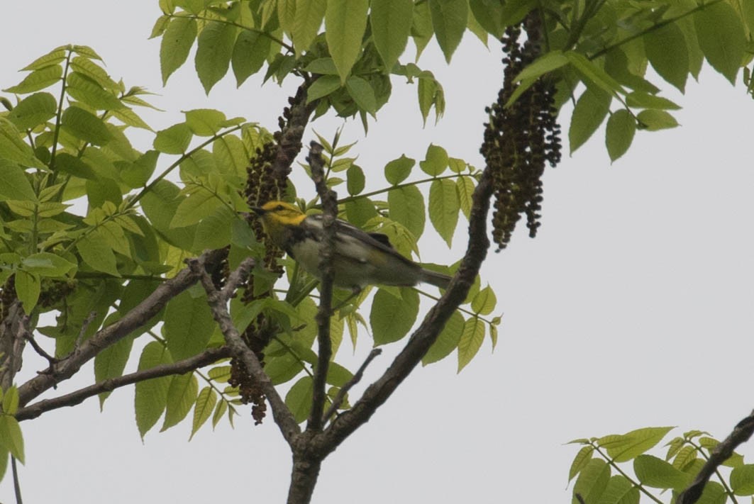 Black-throated Green Warbler - ML618669961