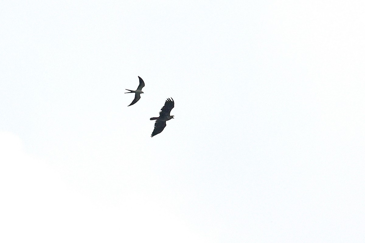 Swallow-tailed Kite - ML618669967