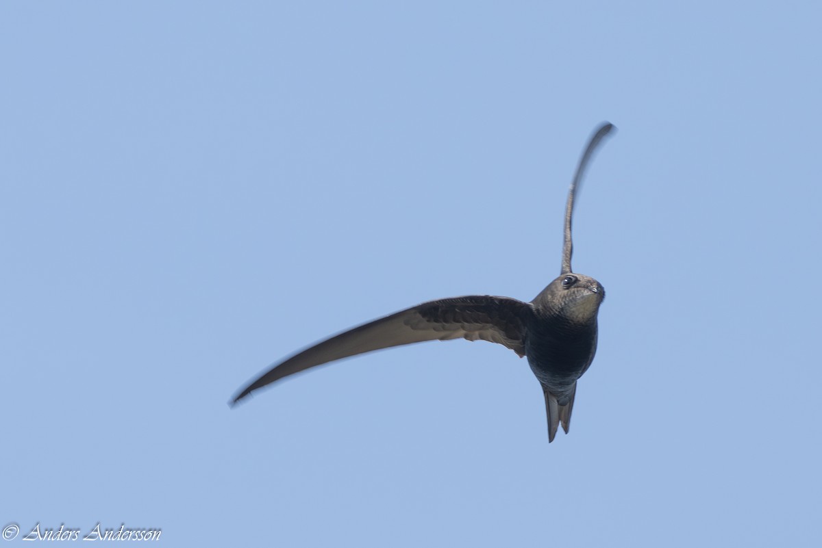 Common Swift - Anders Andersson