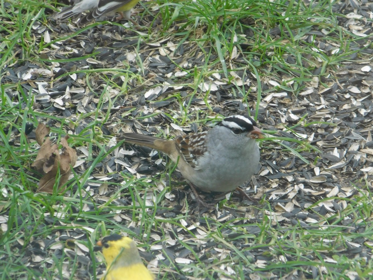 White-crowned Sparrow - ML618670035