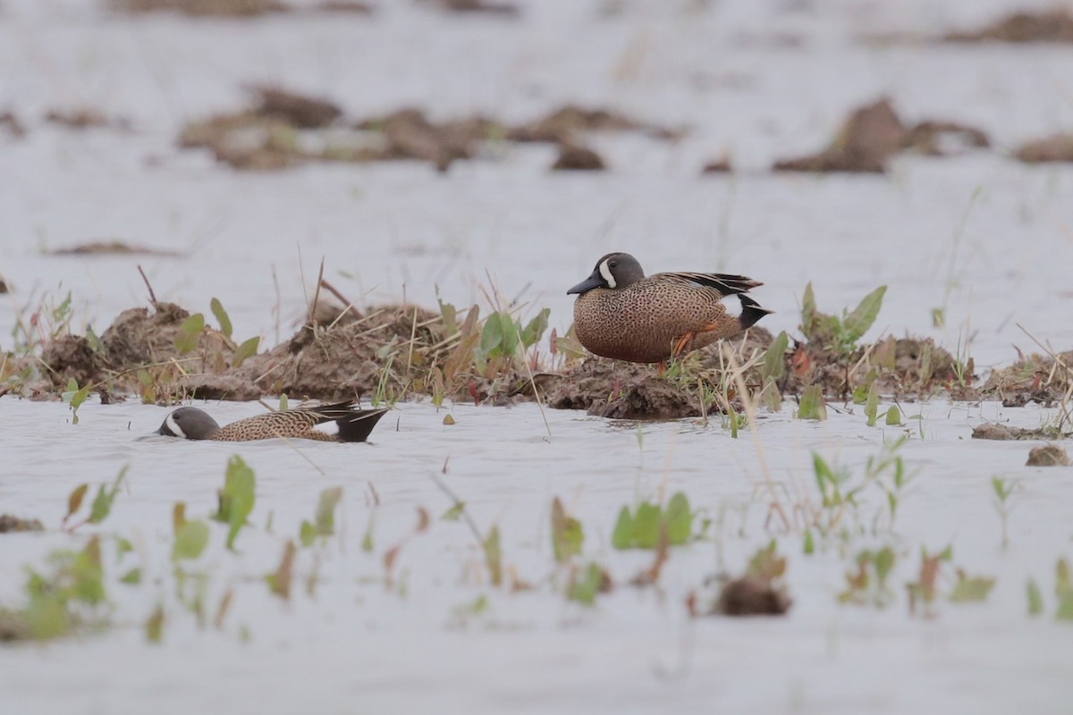 Blue-winged Teal - ML618670076