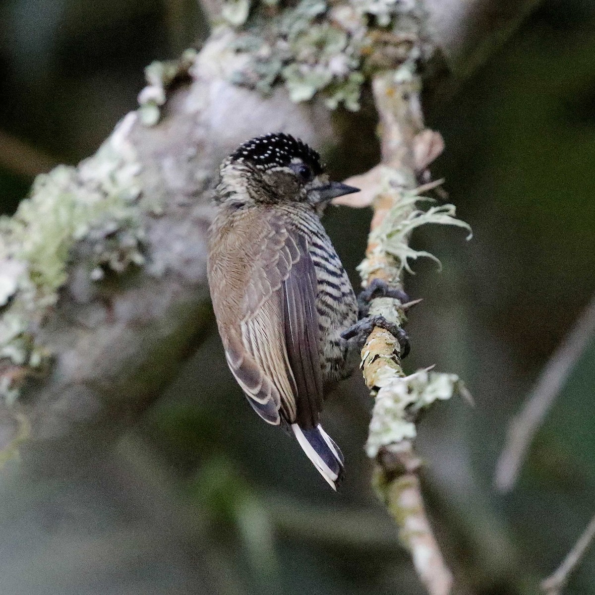 White-barred Piculet - ML618670079