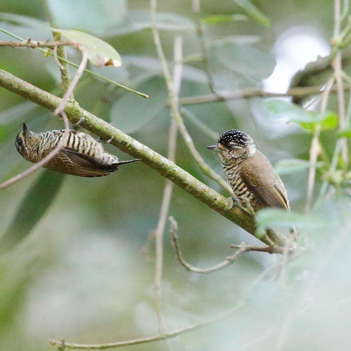 White-barred Piculet - ML618670080