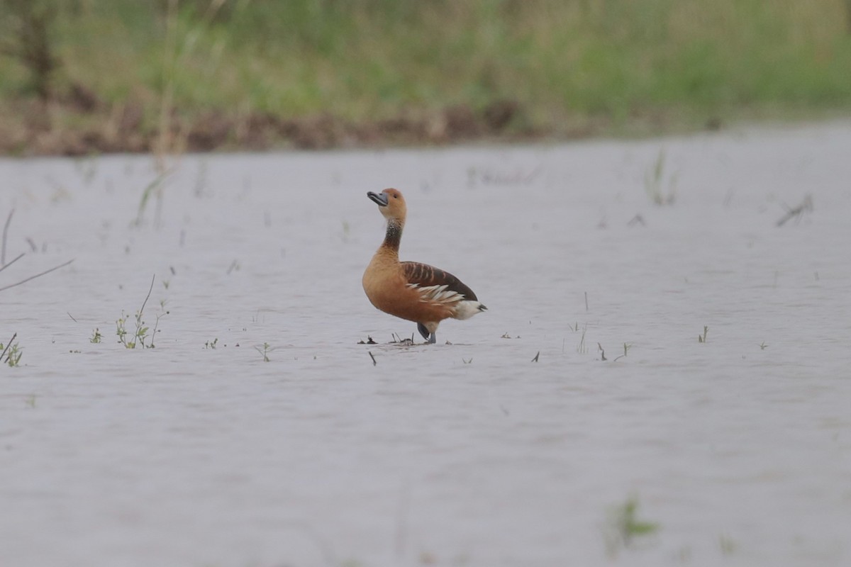 Fulvous Whistling-Duck - ML618670089