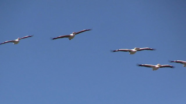 pelikán bílý - ML618670092