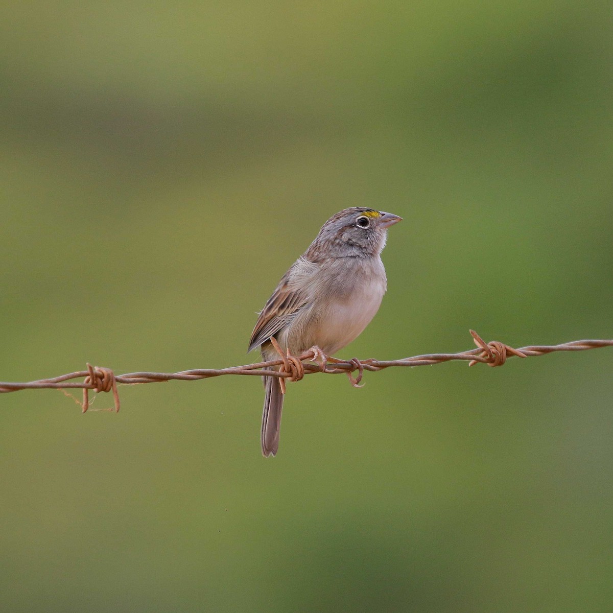 Grassland Sparrow - ML618670095