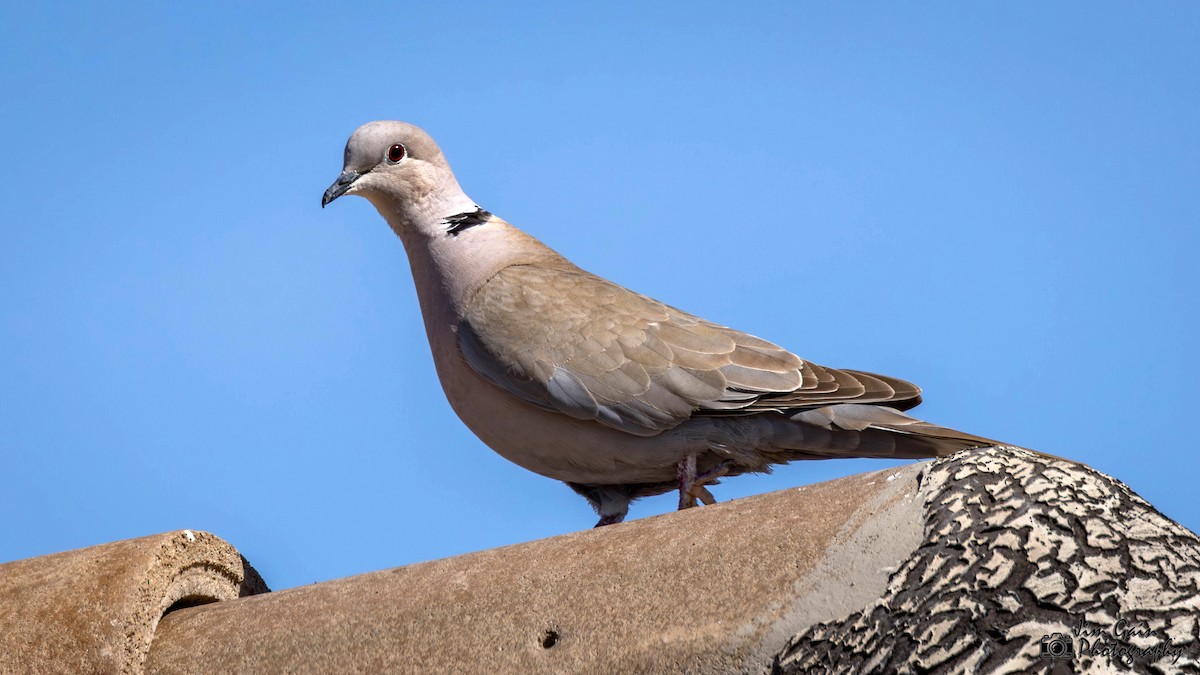 Eurasian Collared-Dove - ML618670107