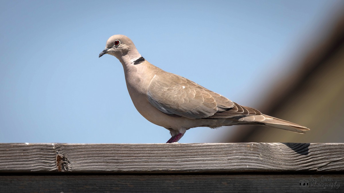 Eurasian Collared-Dove - ML618670110