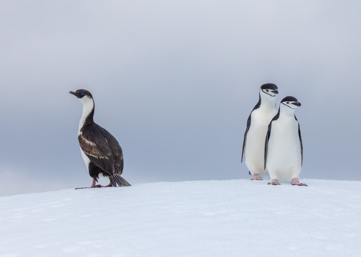 Антарктический пингвин - ML618670126