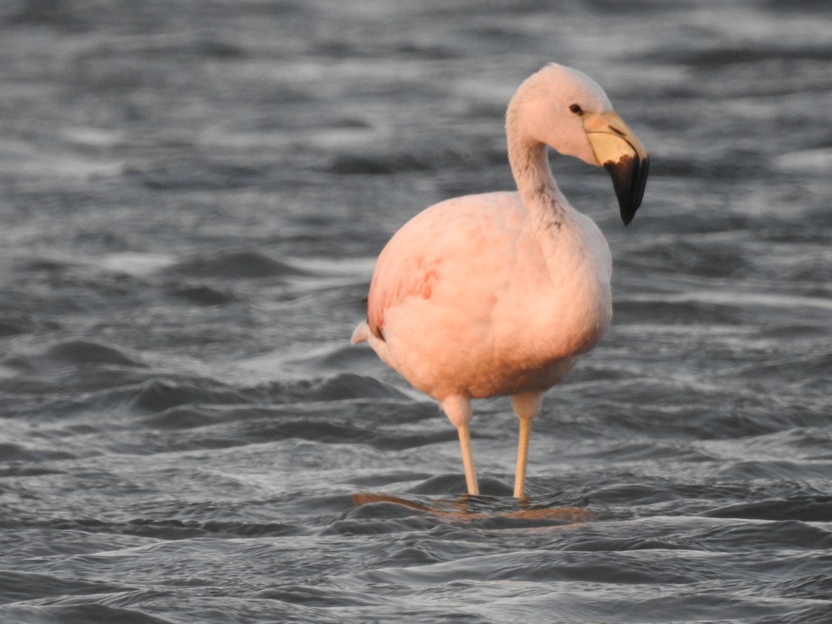 Andean Flamingo - ML618670136