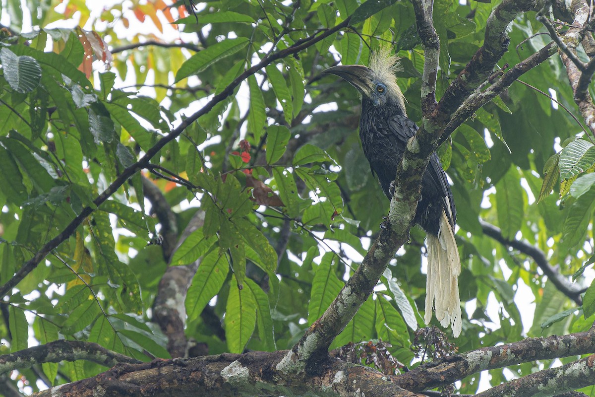 White-crowned Hornbill - ML618670141