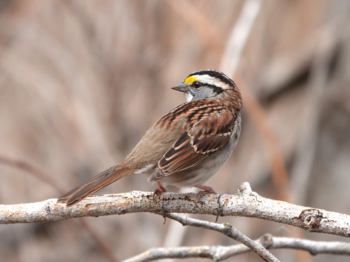 White-throated Sparrow - ML618670142