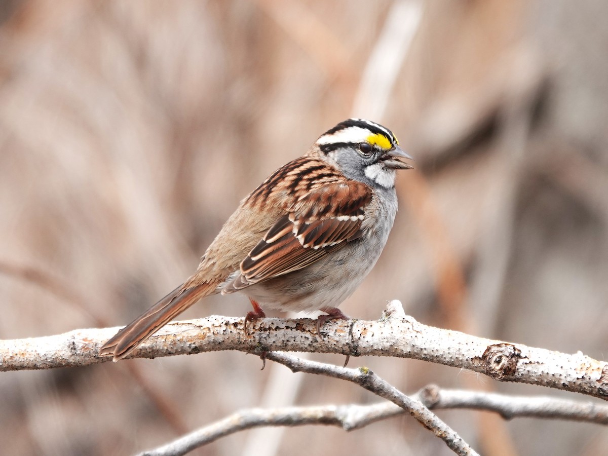 White-throated Sparrow - ML618670153