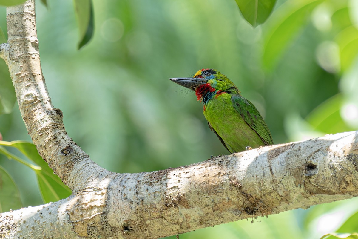 Red-throated Barbet - Muangpai Suetrong