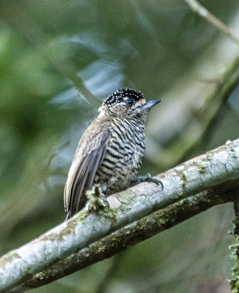 White-barred Piculet - Anderson  Sandro