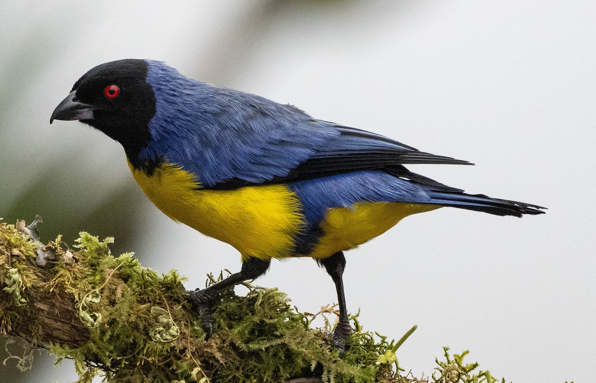 Hooded Mountain Tanager - ML618670163