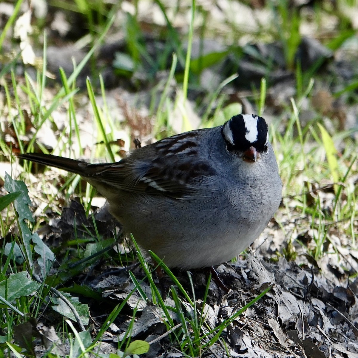 White-crowned Sparrow - ML618670177