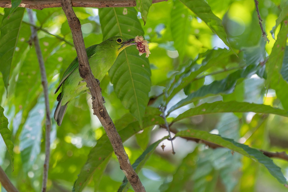 Greater Green Leafbird - Muangpai Suetrong