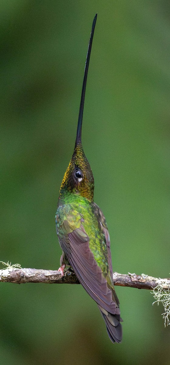 Sword-billed Hummingbird - ML618670286