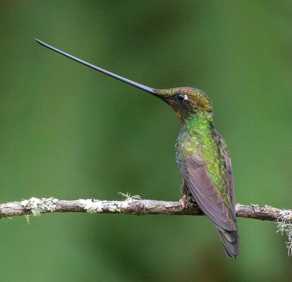 Sword-billed Hummingbird - ML618670287