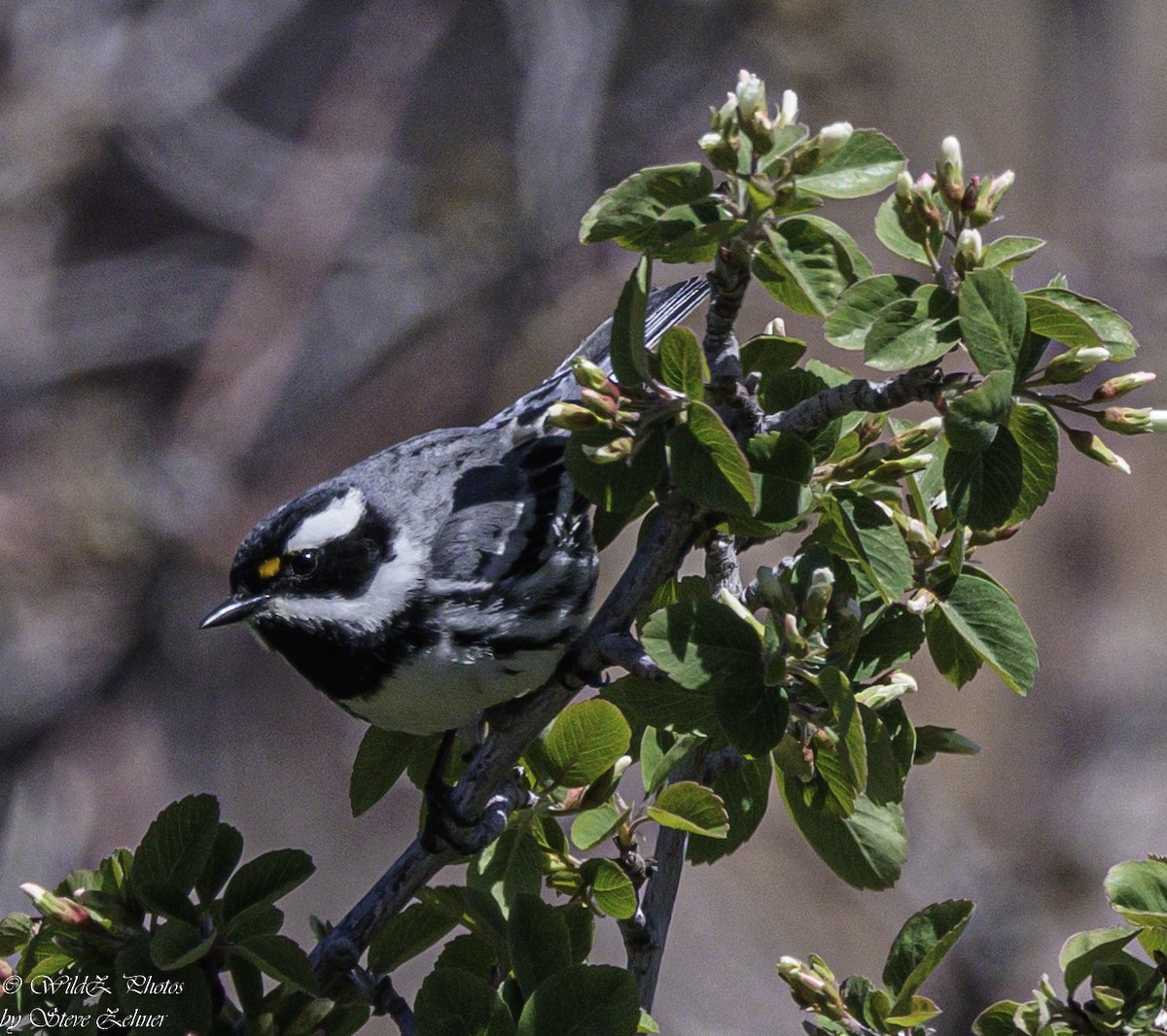 Black-throated Gray Warbler - ML618670315