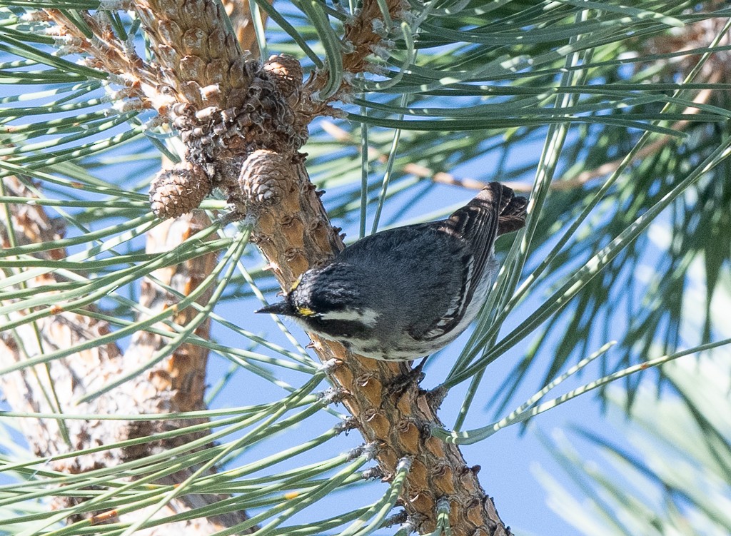 Black-throated Gray Warbler - ML618670324