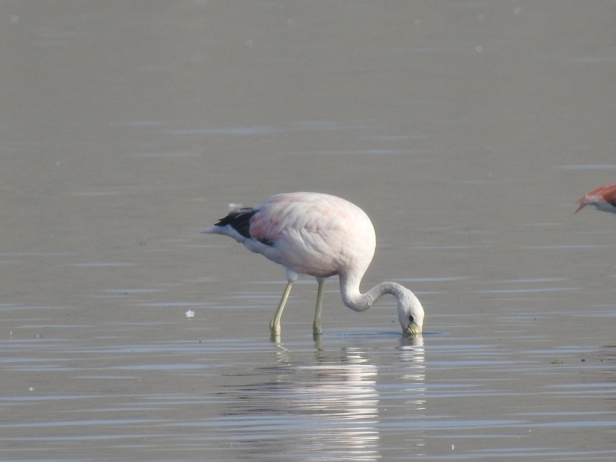 Andean Flamingo - ML618670326