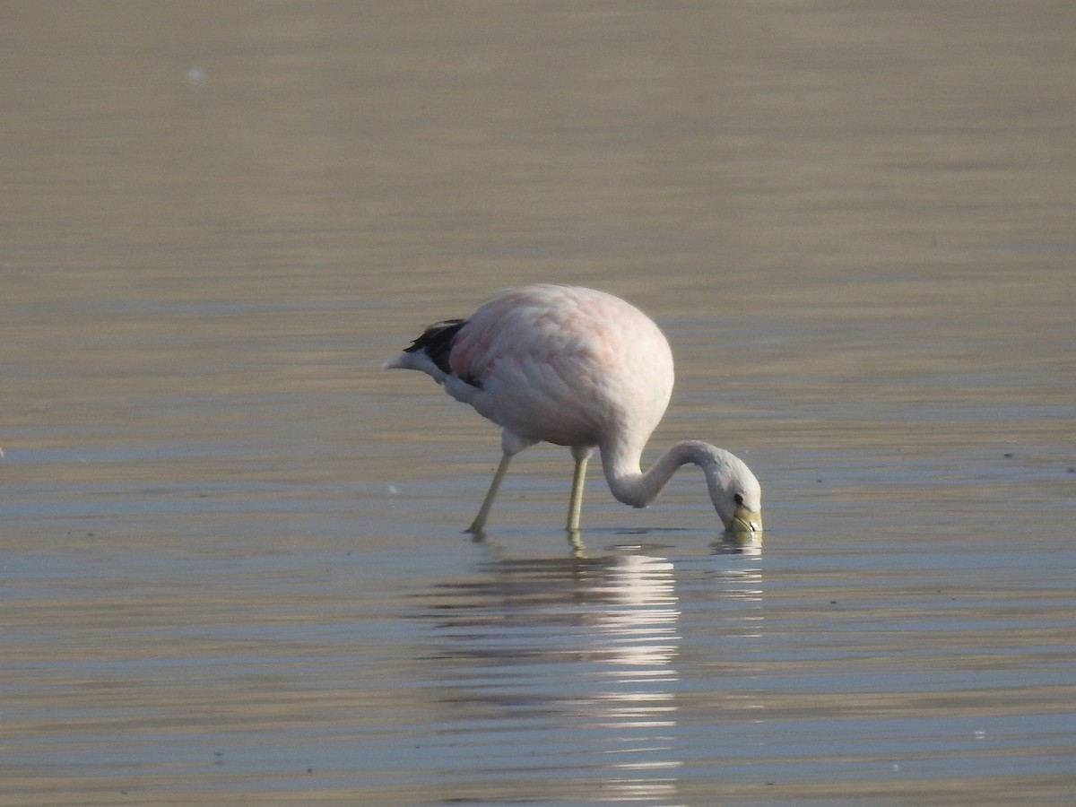 Andean Flamingo - ML618670327