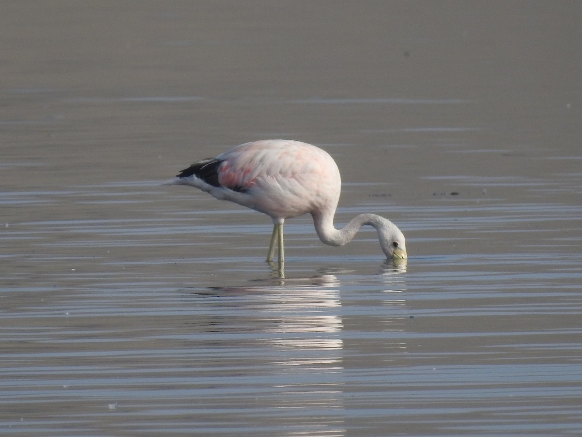 Andean Flamingo - ML618670328