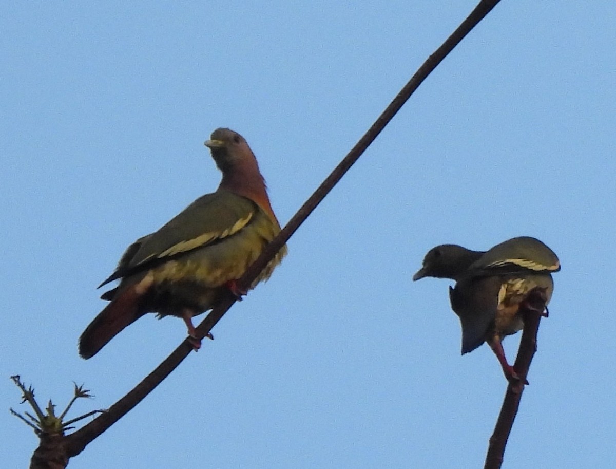 Pink-necked Green-Pigeon - ML618670330