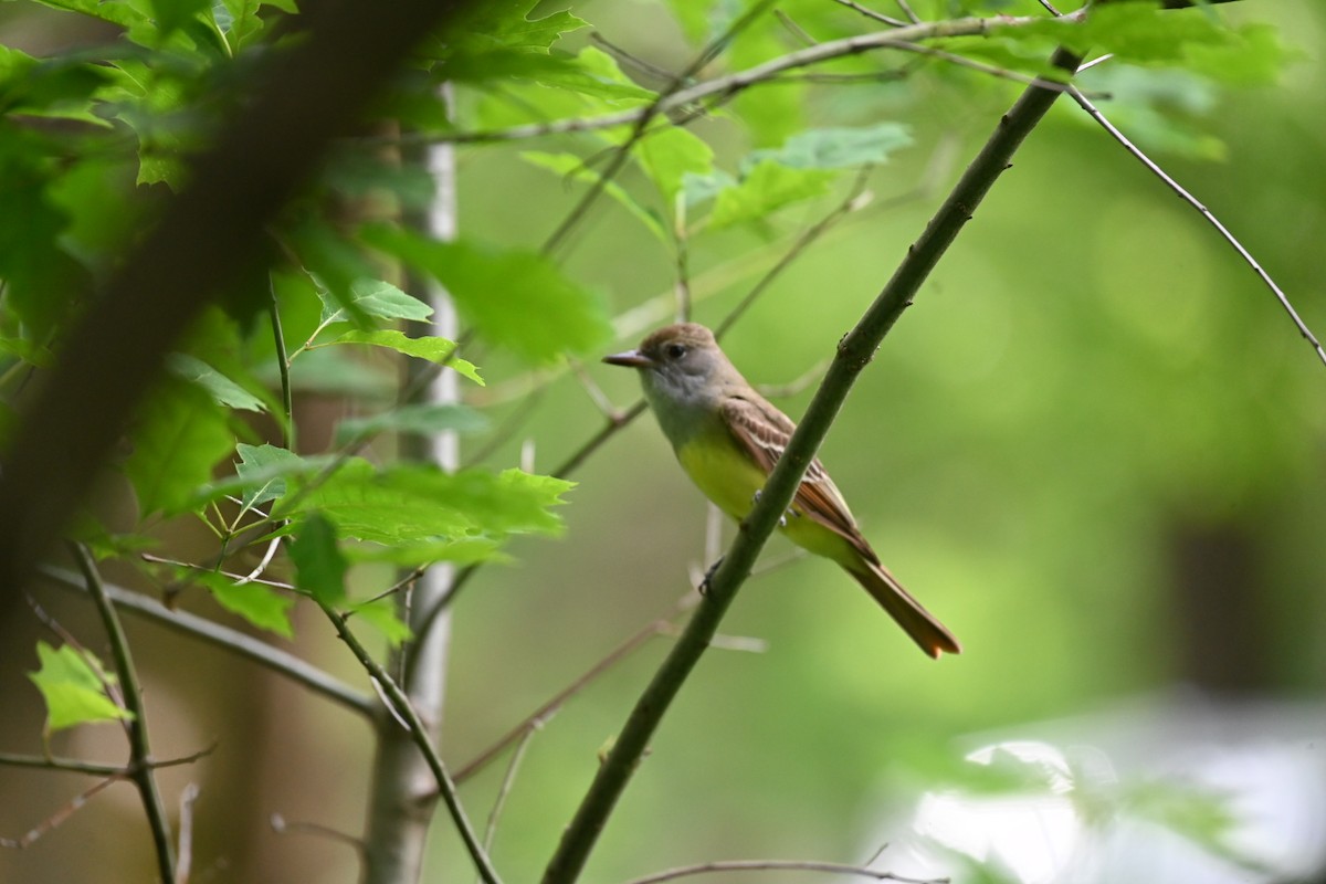 Great Crested Flycatcher - ML618670338