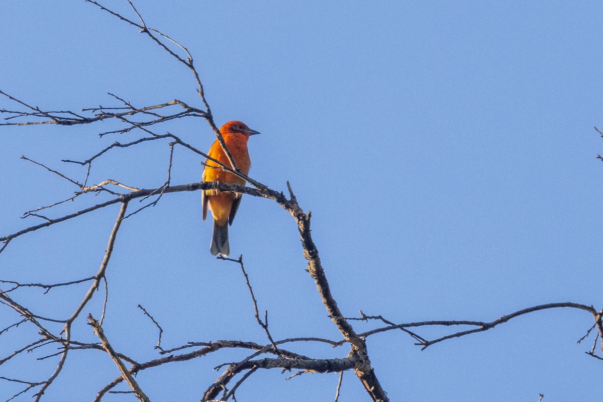 Flame-colored Tanager - ML618670354