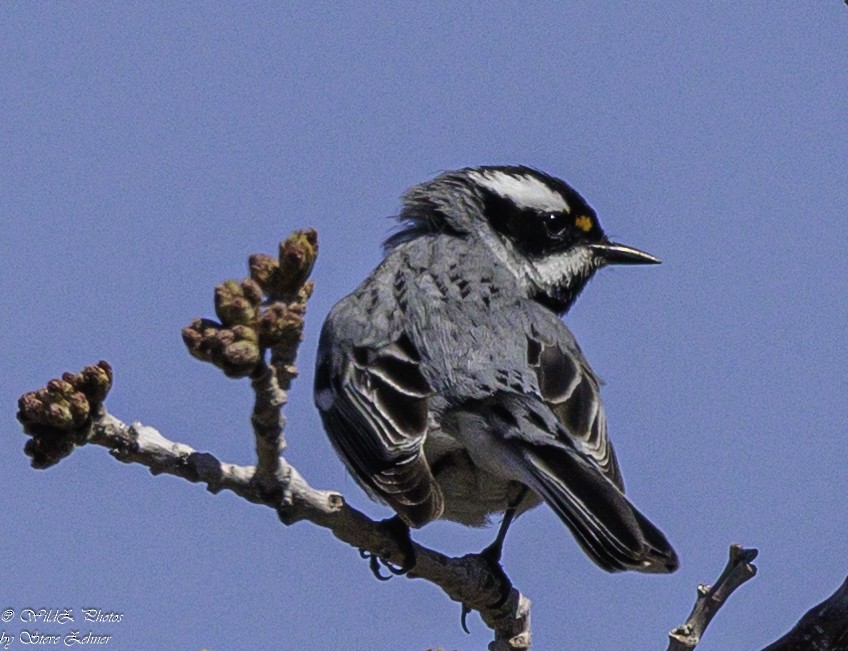 Black-throated Gray Warbler - ML618670369