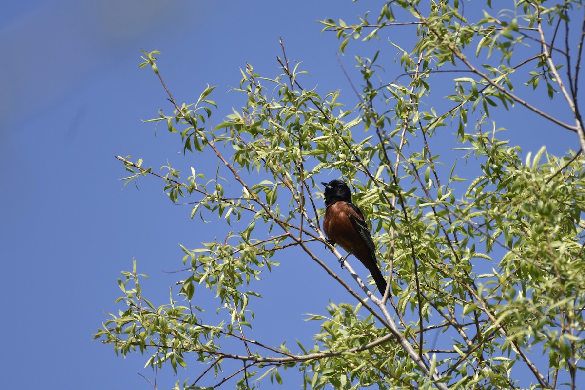 Orchard Oriole - ML618670473