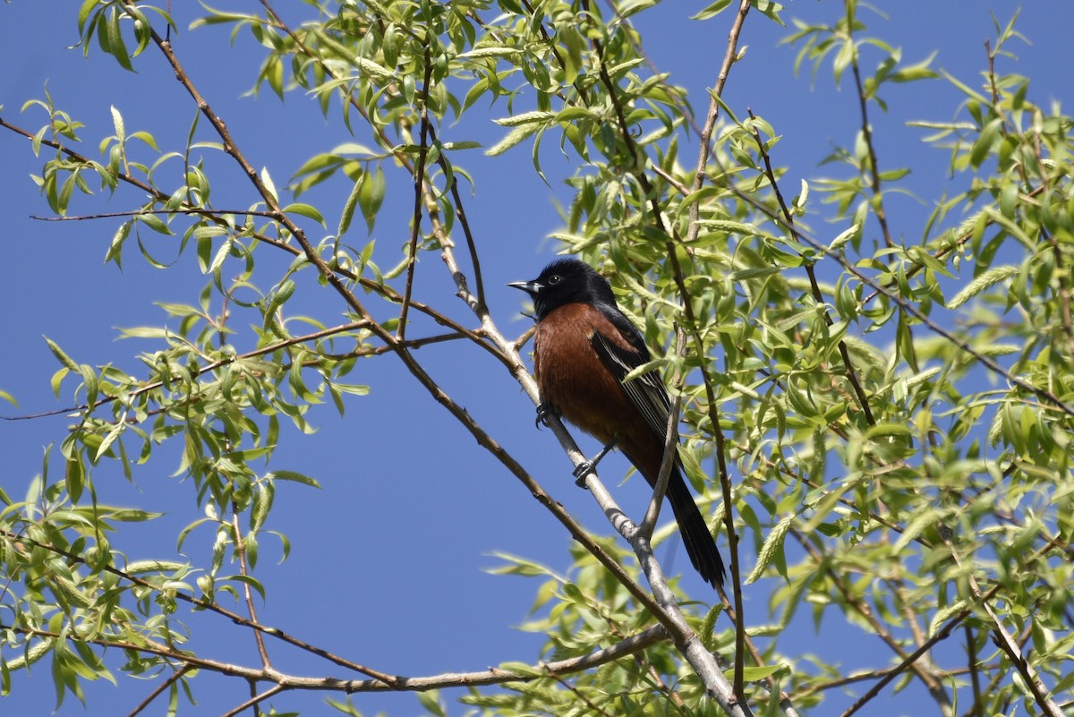 Orchard Oriole - ML618670501