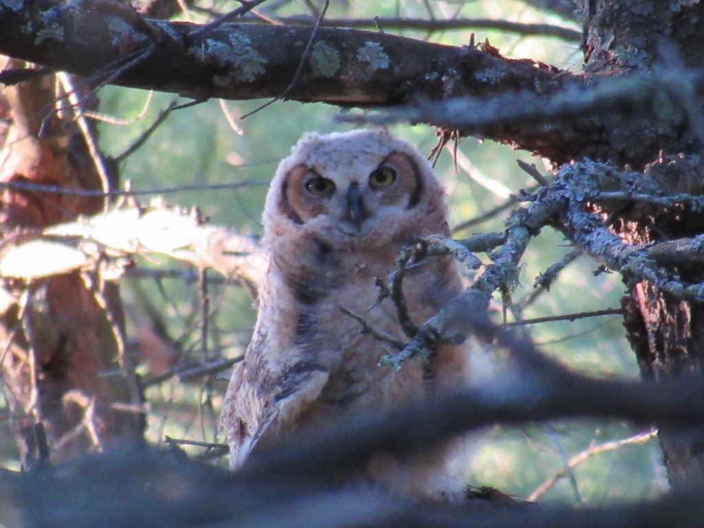 Great Horned Owl - ML618670516