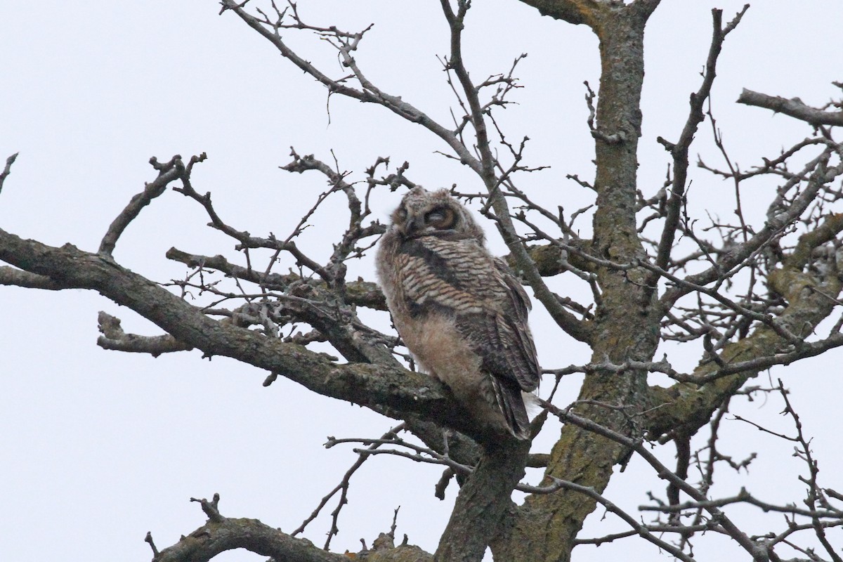 Great Horned Owl - Geoffrey A. Williamson