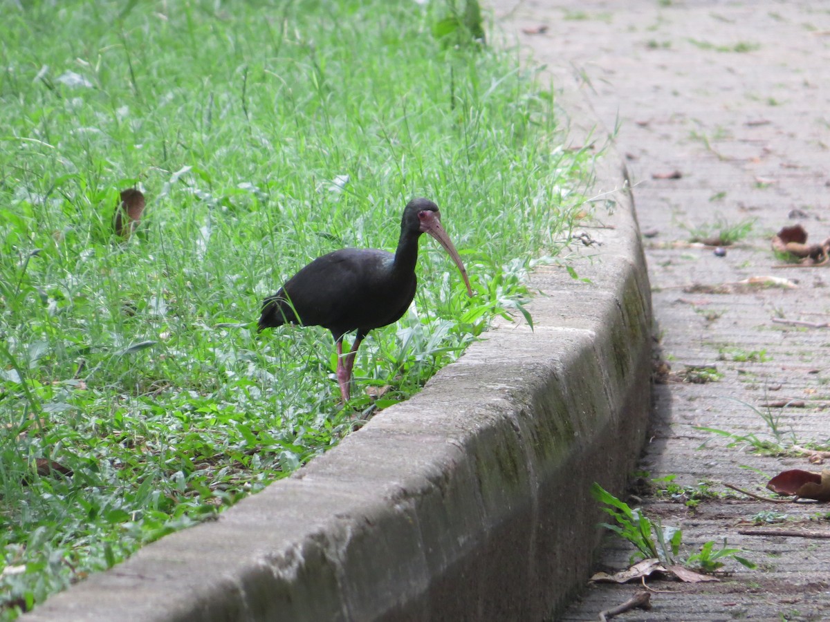 ibis tmavý - ML618670545