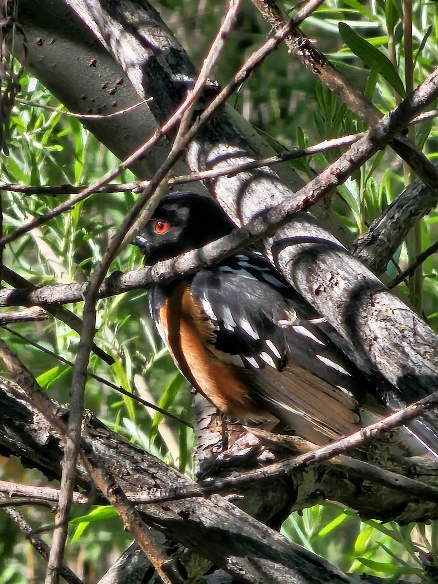 Spotted Towhee - ML618670579