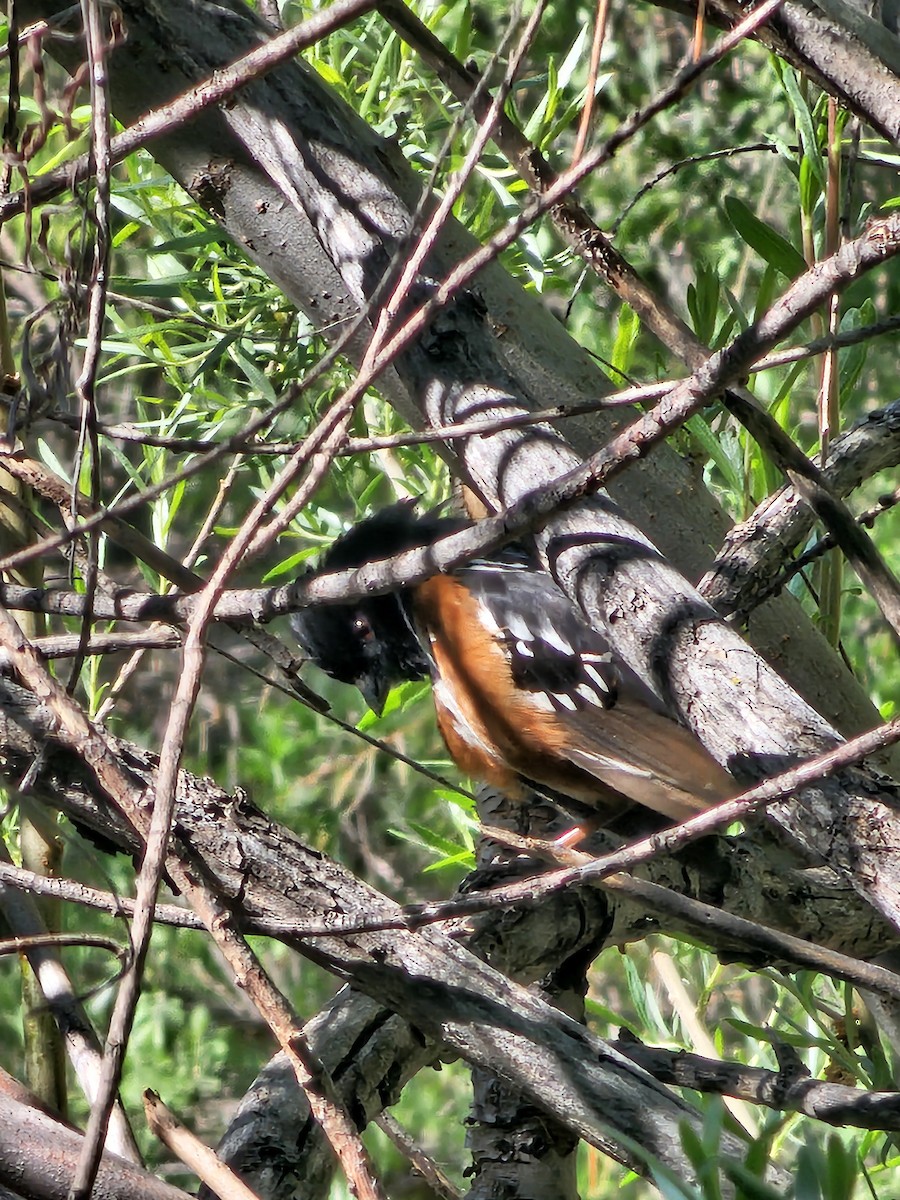 Spotted Towhee - ML618670580