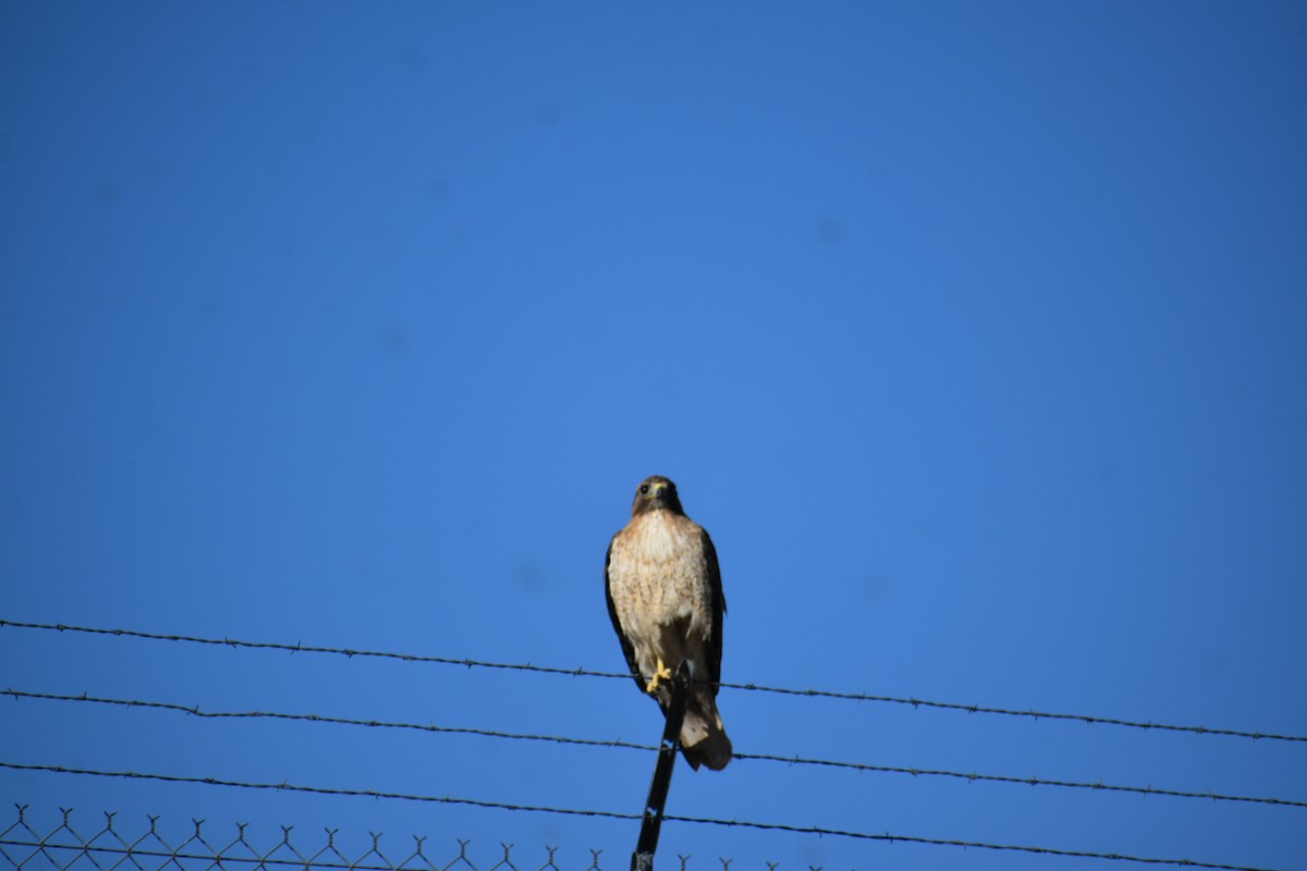 Red-tailed Hawk - ML618670607