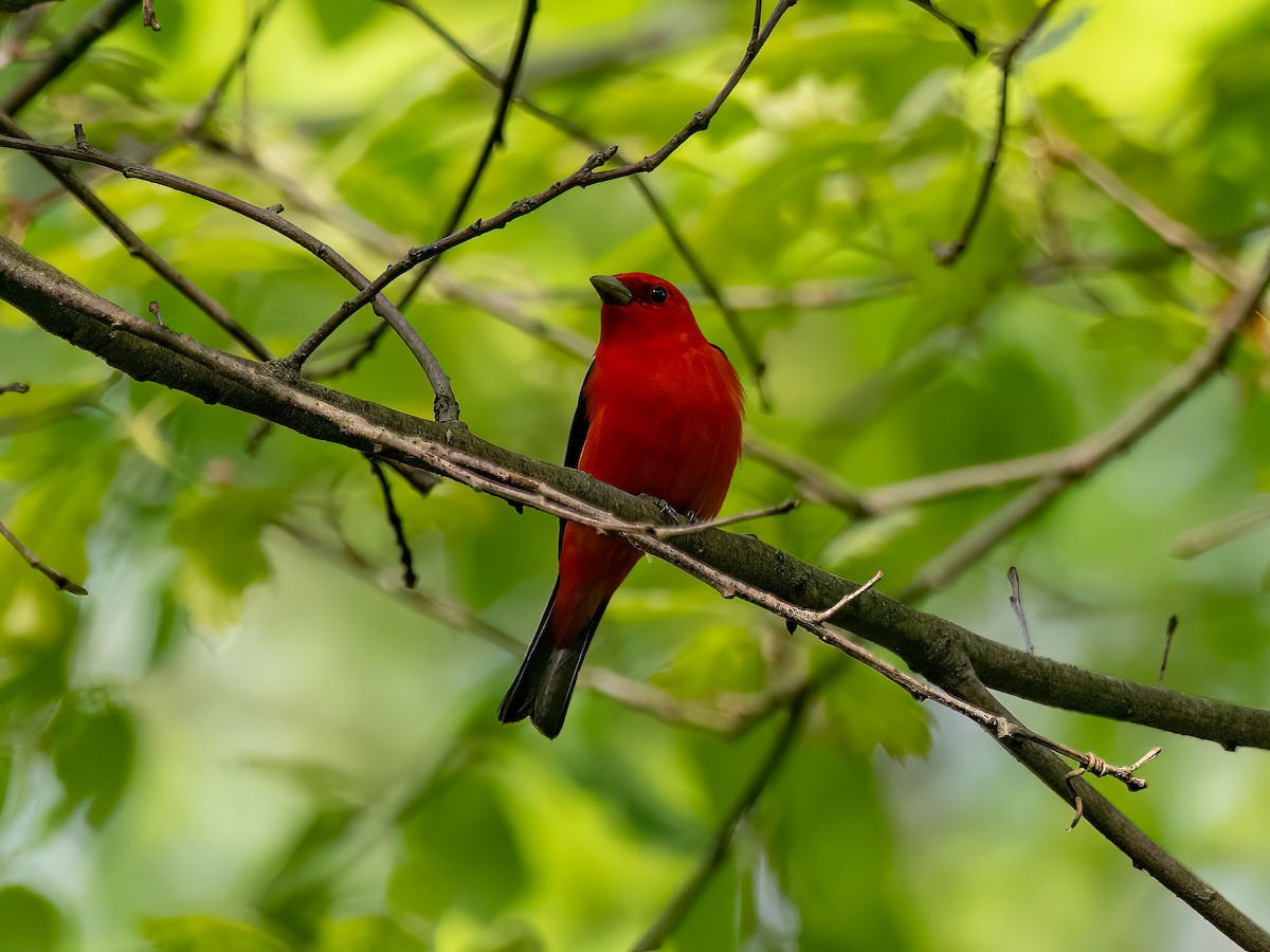 Scarlet Tanager - ML618670612