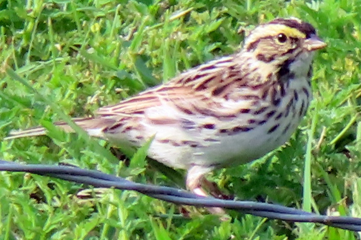 Savannah Sparrow - ML618670648