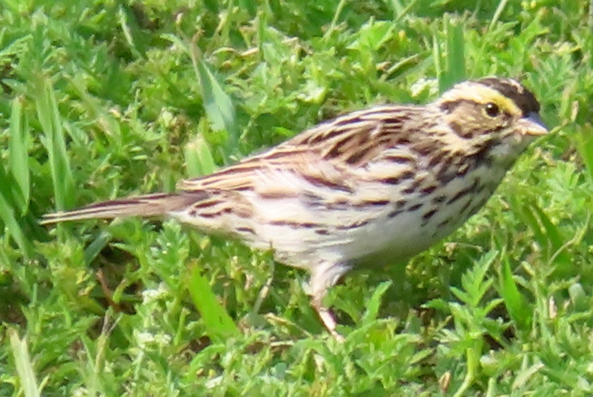 Savannah Sparrow - ML618670649