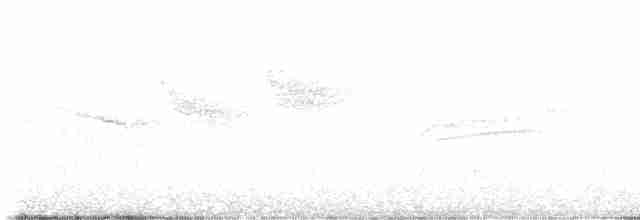 Дрізд-короткодзьоб плямистоволий - ML618670689