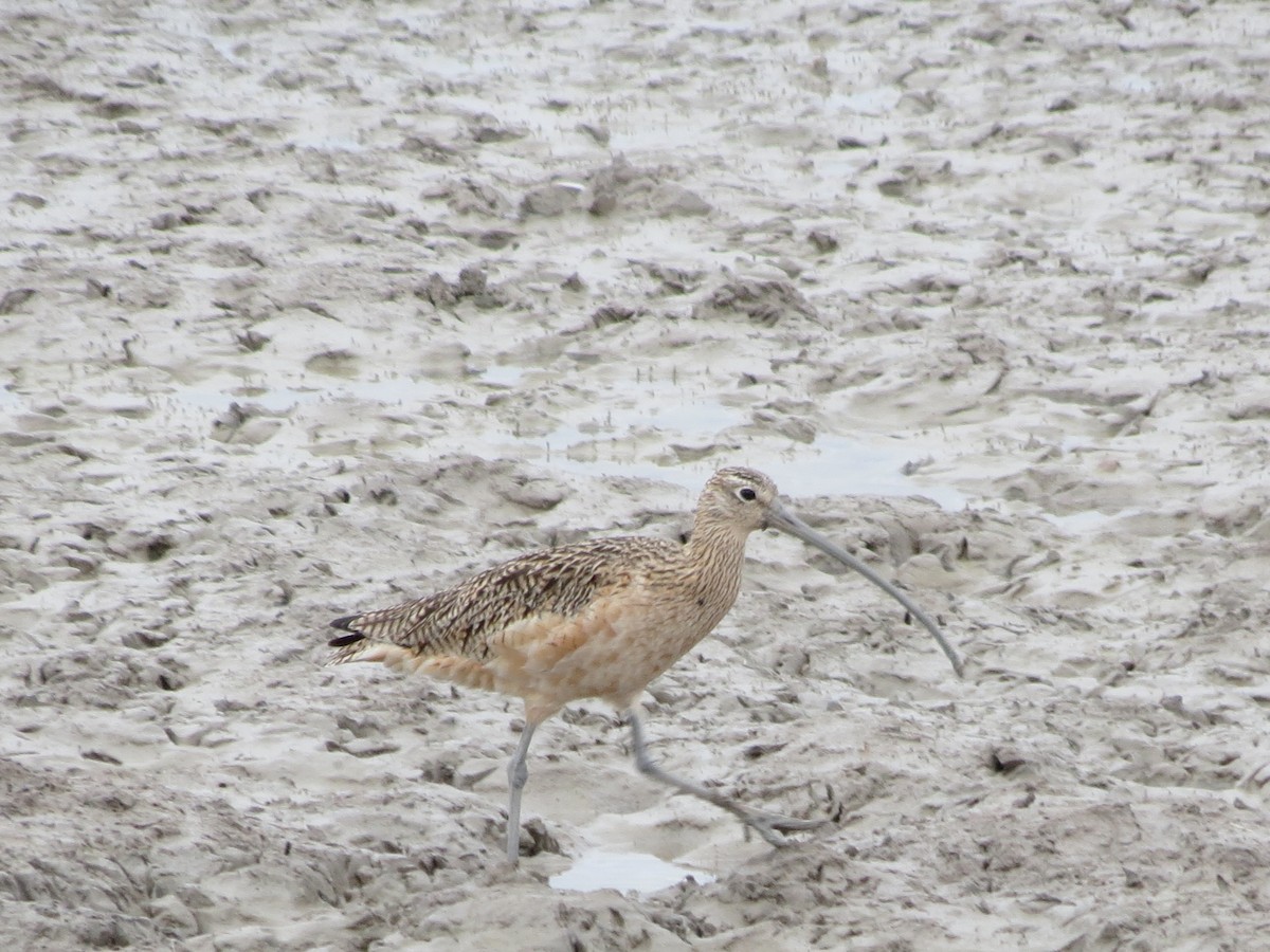 Long-billed Curlew - ML618670690