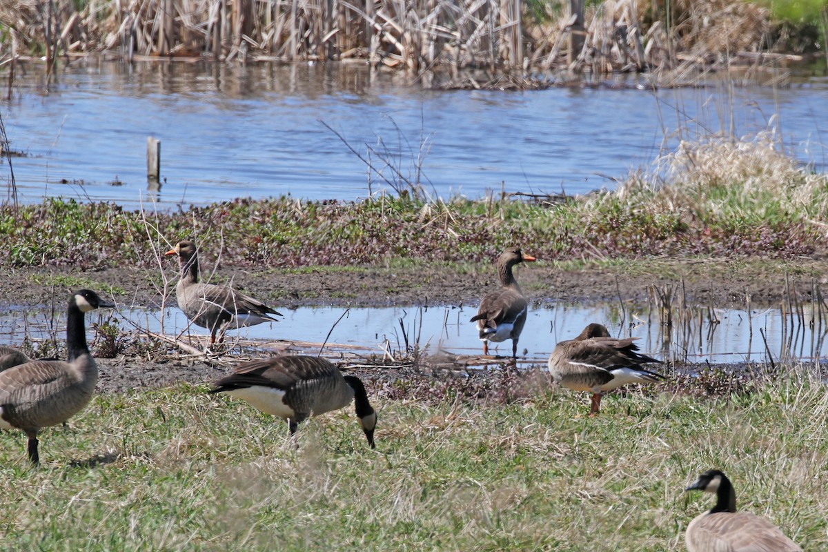Greater White-fronted Goose - ML618670691
